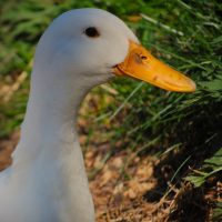 Ducks