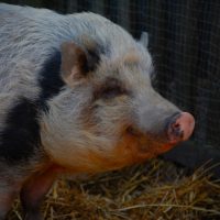 Pigs