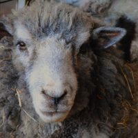 Sheep
