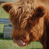 Highland Cows