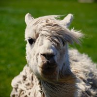 Alpacas
