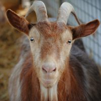 Goats